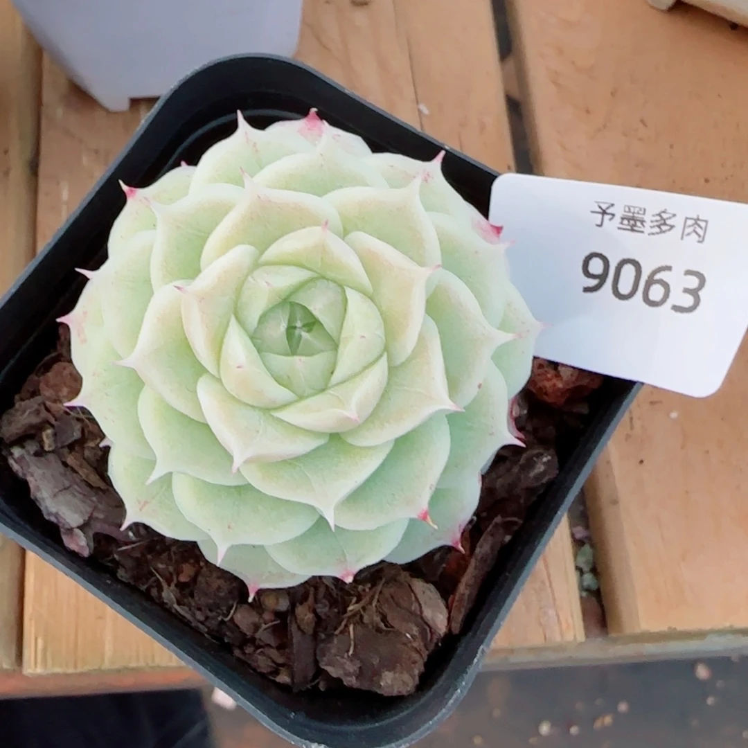 孤品，9063多肉植物