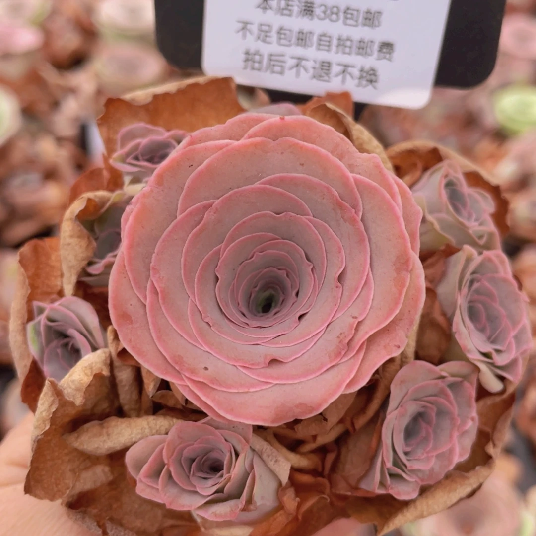山地玫瑰C385裸根发货断枝不包损不售后