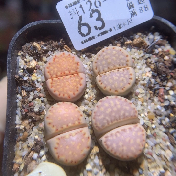 今天播完放假啦126.63