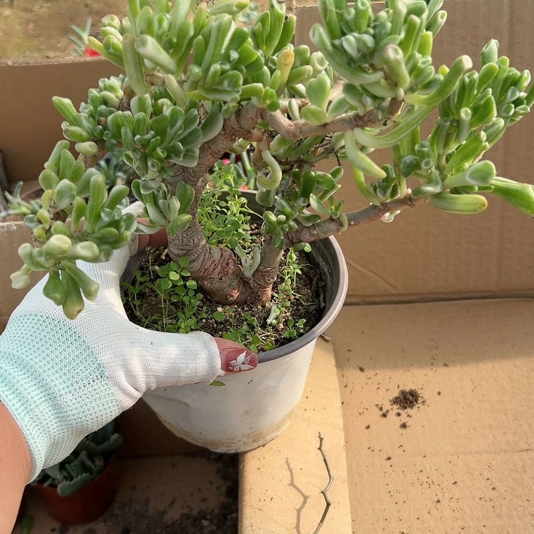 多肉植物吸财树锦