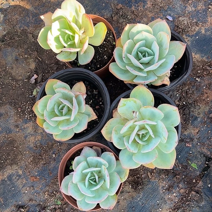 血凤5颗多肉植物实物直播量拍