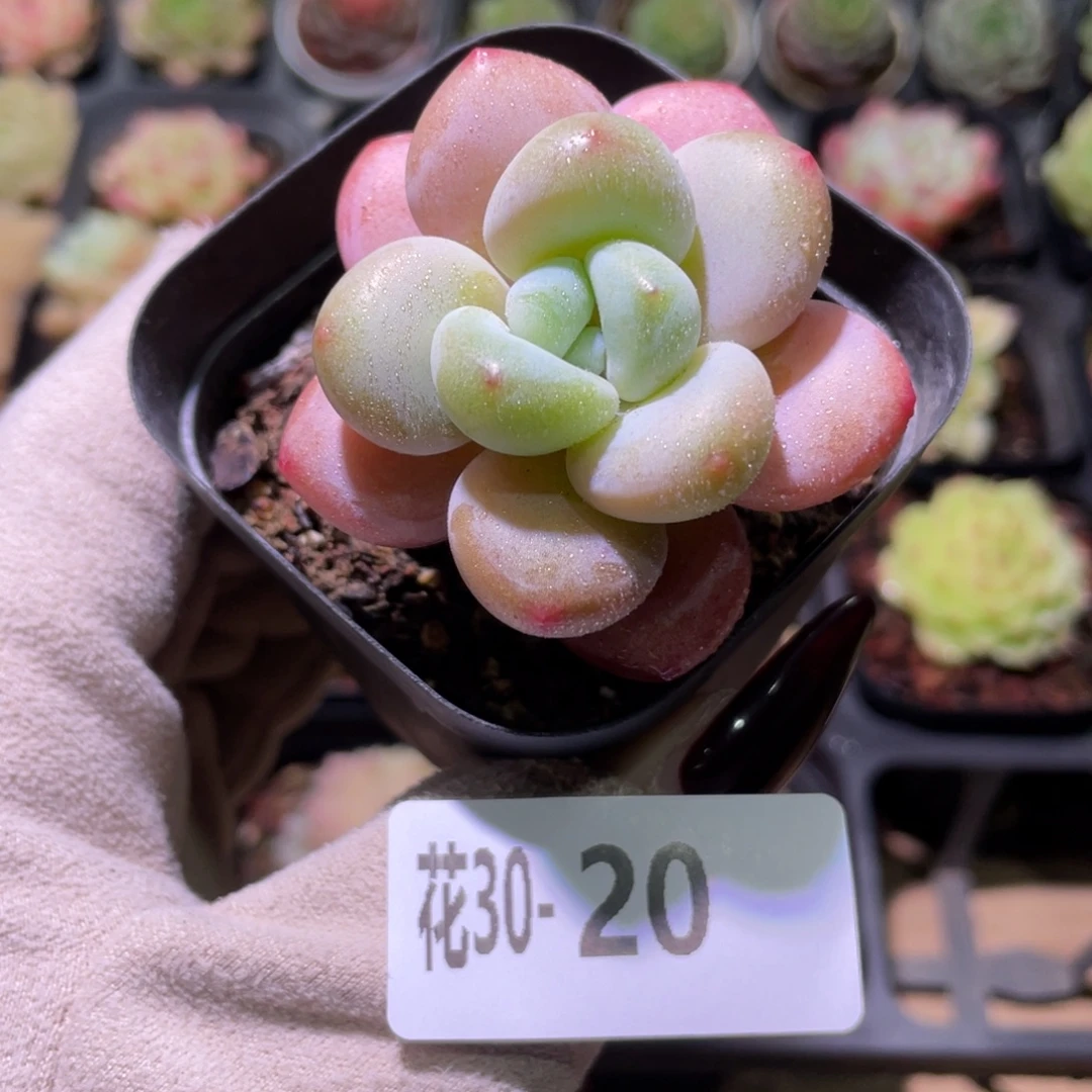 花利美30-20洛神单头