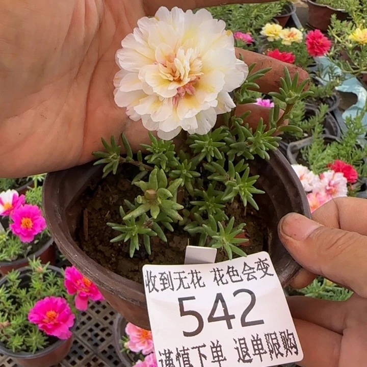 无花朵542柠檬白蝶芙蓉超小苗盆口10cm