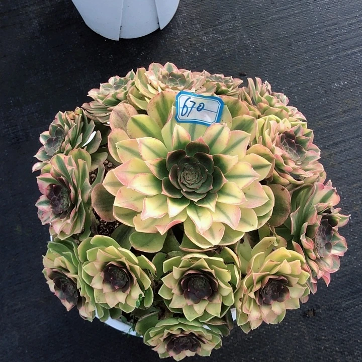 幸**r670雨荷多肉法师