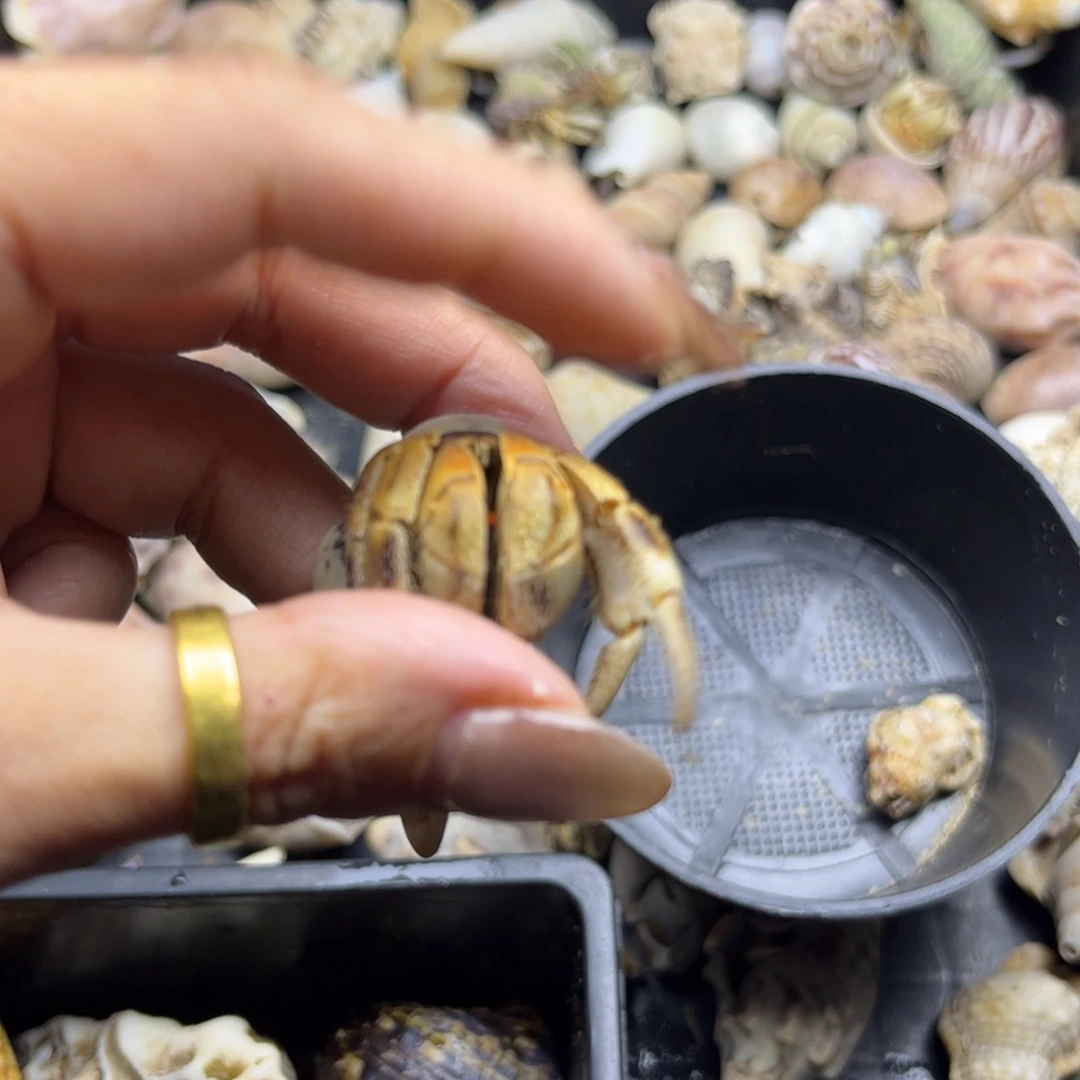 裤衩子金肩膀2口不理