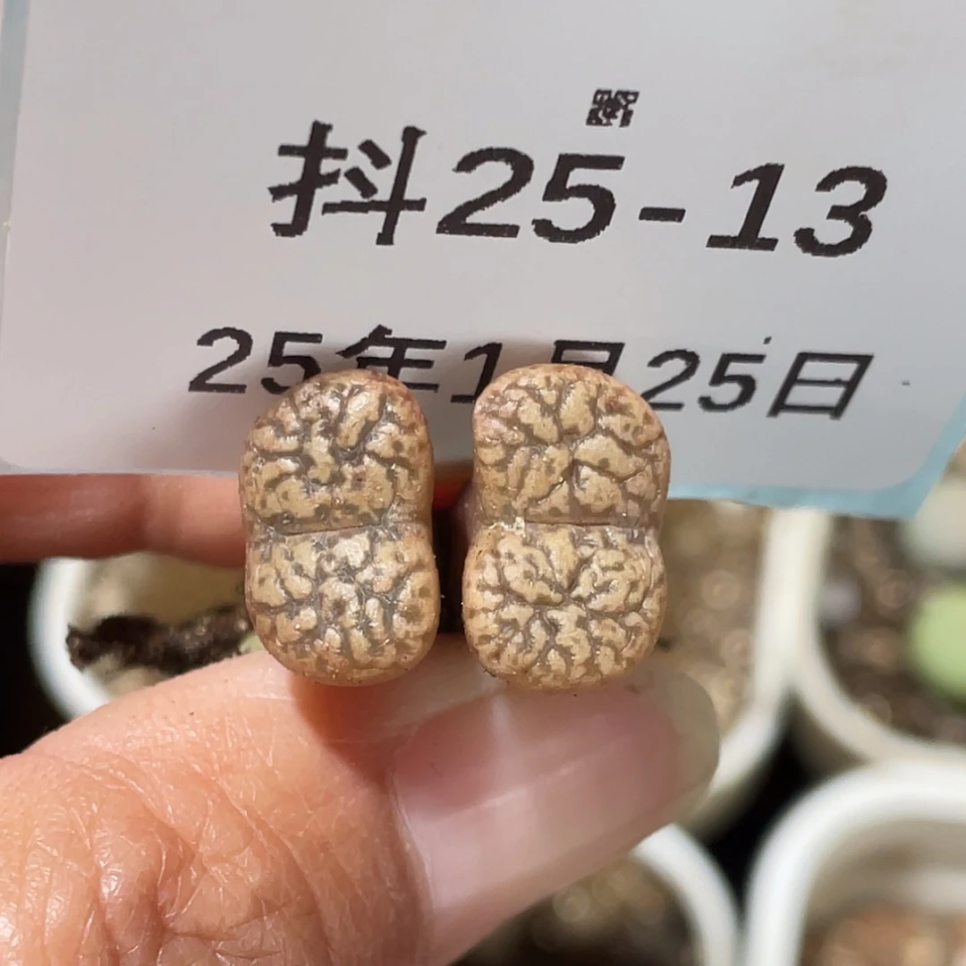 25-13鸟哈尼多肉植物