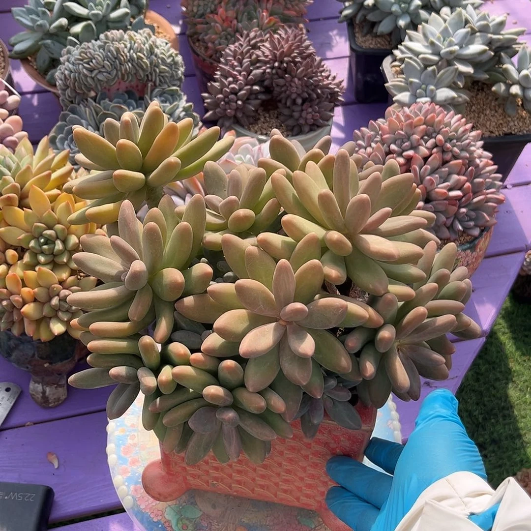 糖果美人一物一拍