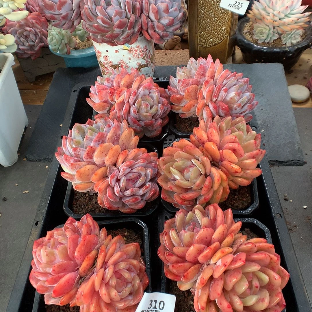 310雪天使多肉植物量拍