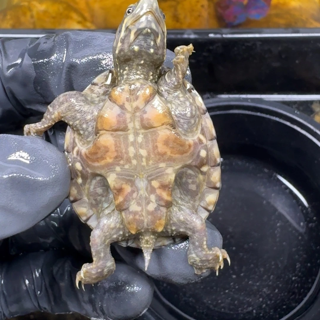 蛋龟不分公母麝香