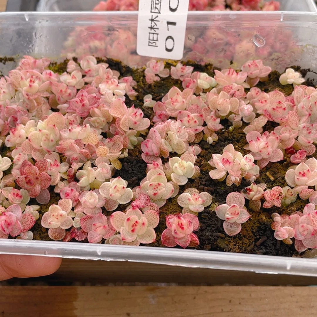 多肉植物多肉植物109