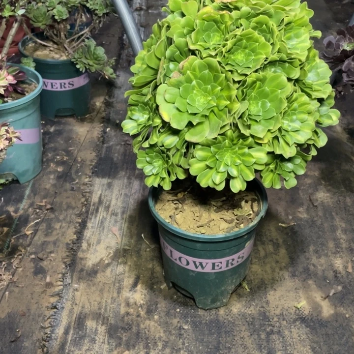 6翡翠琉璃多肉多肉植物