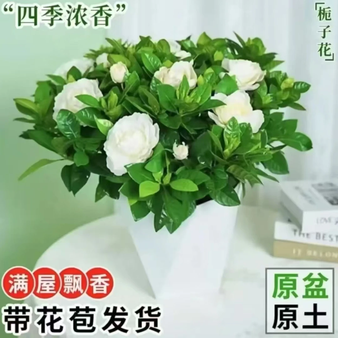 栀子花盆栽花卉植物室内带花苞QM阳台水培绿植浓香型四季好养