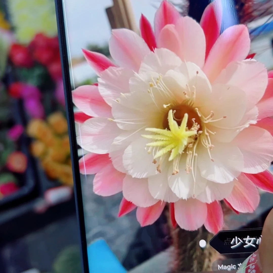 下70金妞少女心歪无根侧芽5公分左右20包邮