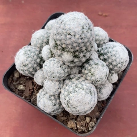 大姬春星群8仙人球