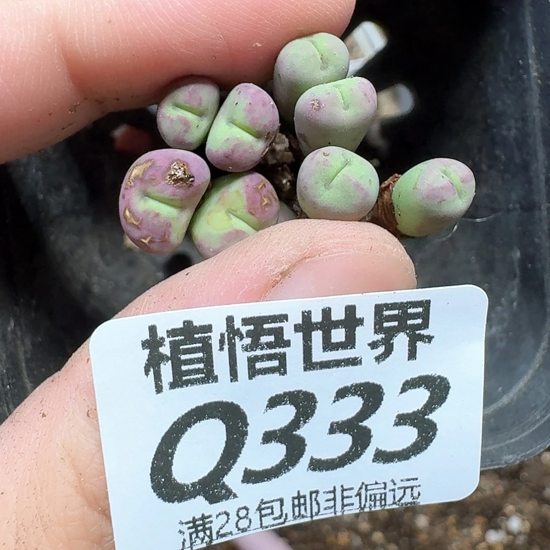 多肉W的润泽付出vv
