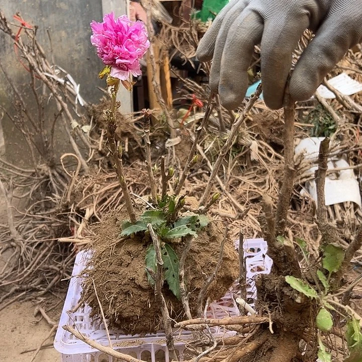 用***9完全开放圣代多枝条