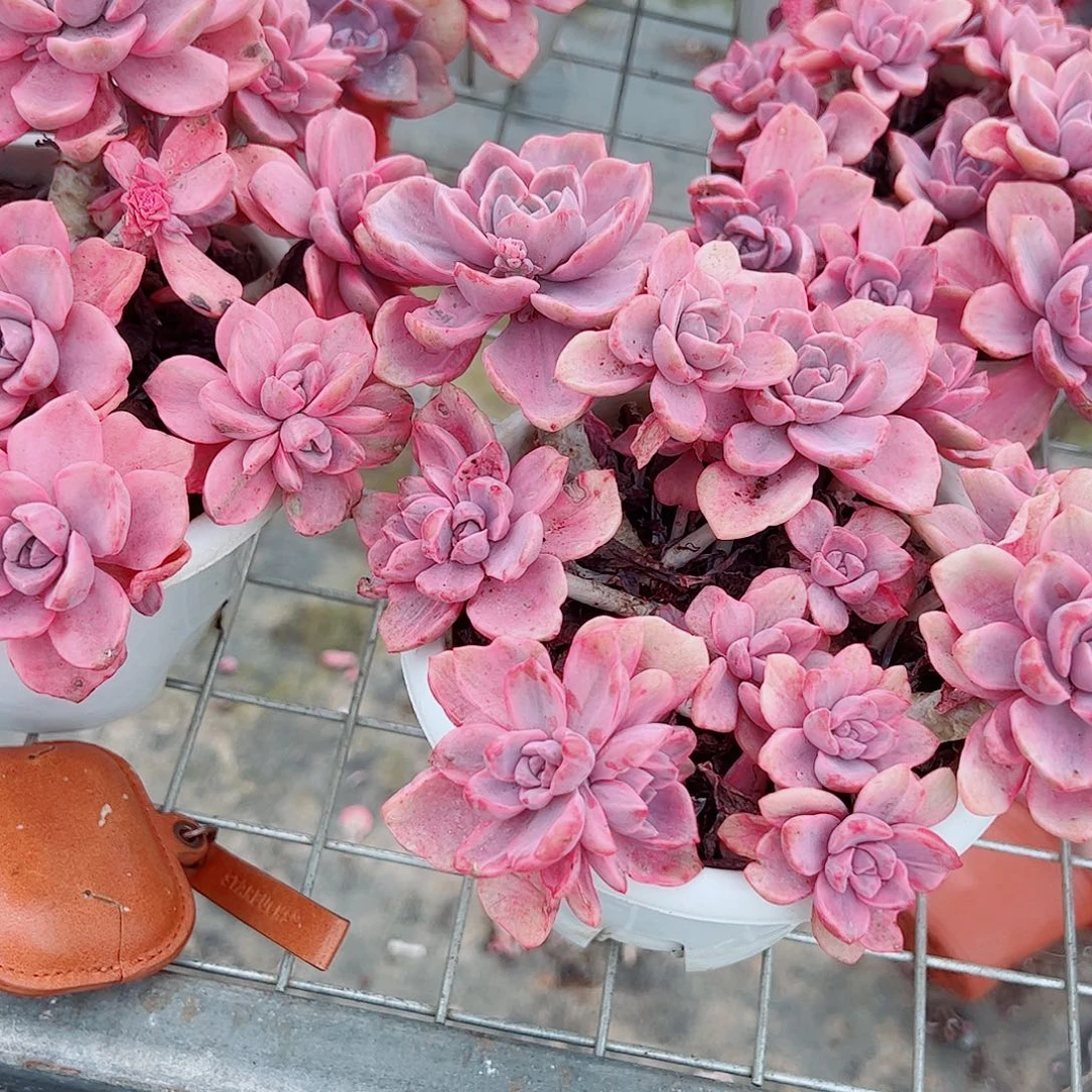 理查德夫人多头群生