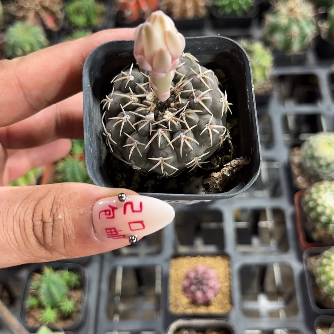 七***怪9644一物一拍单头发货