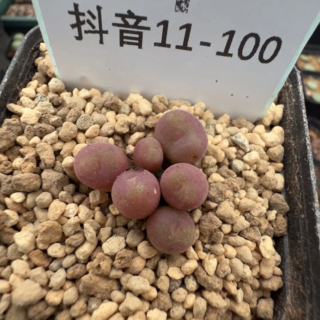 11-100肉锥多肉植物，