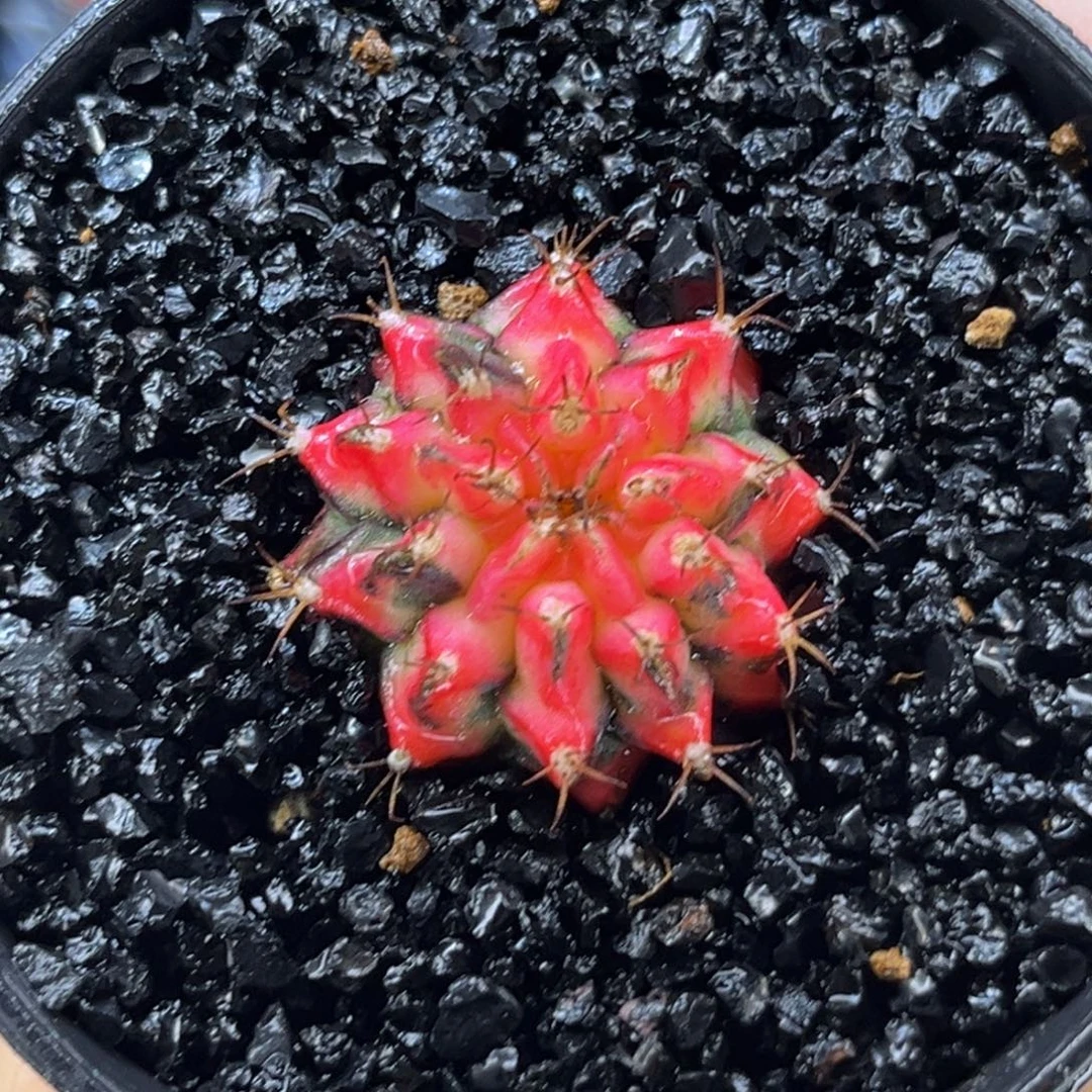 好彩  米哈仙人球