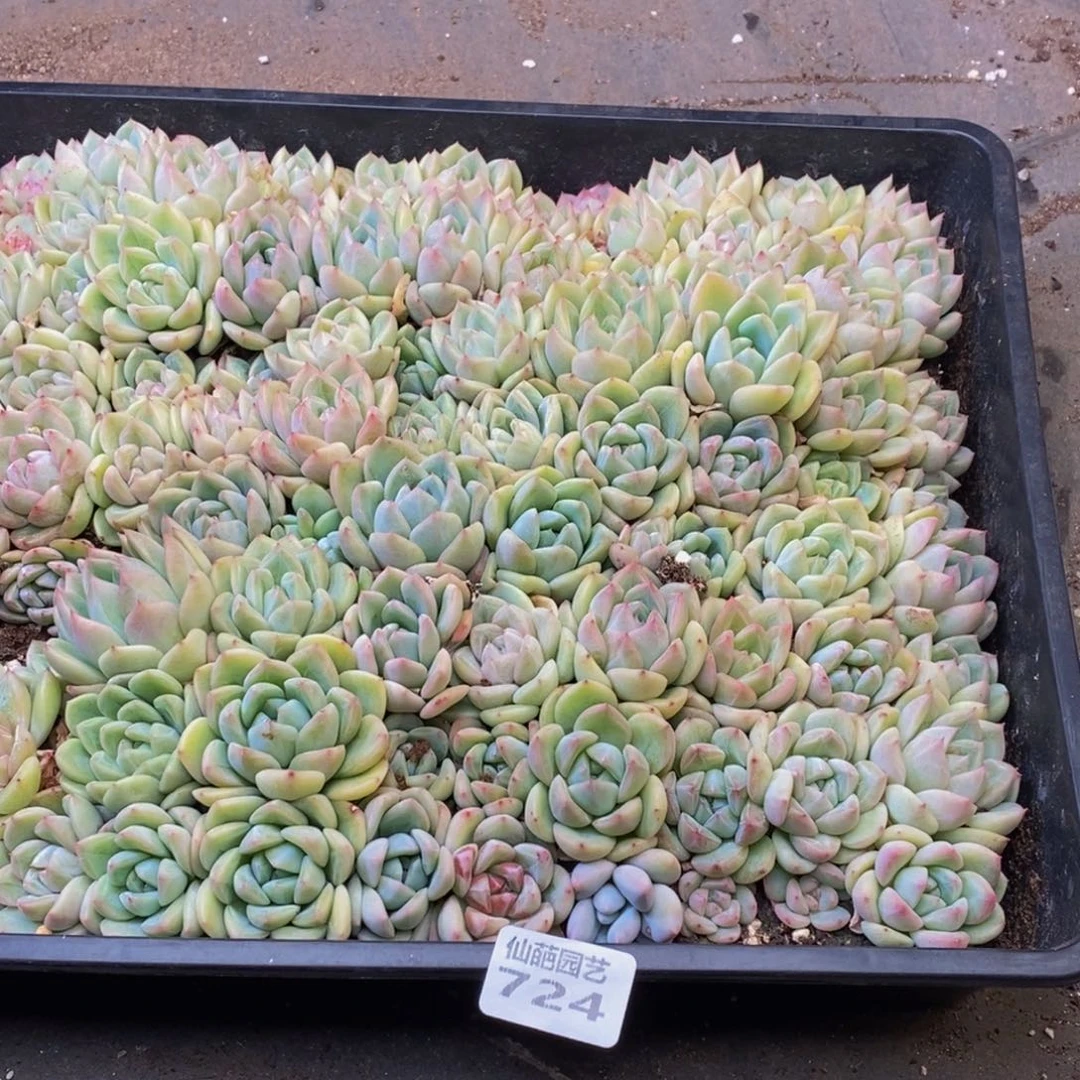 溯724多人在一起的时候我