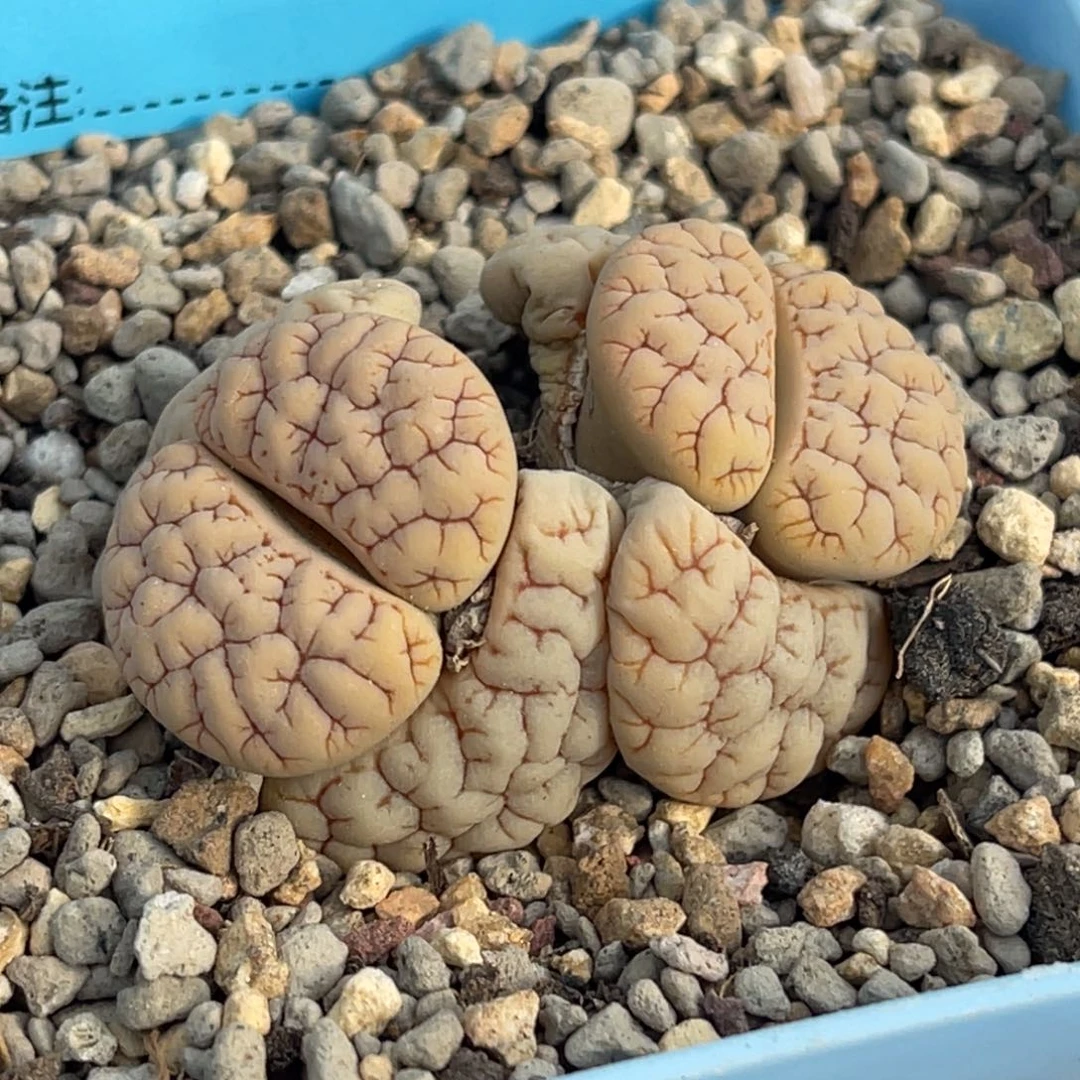 7285双头脑纹189一颗