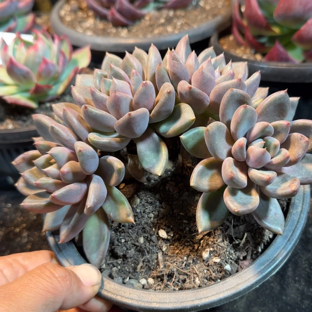 红象牙惊鸿一物一拍包装收缩花旱