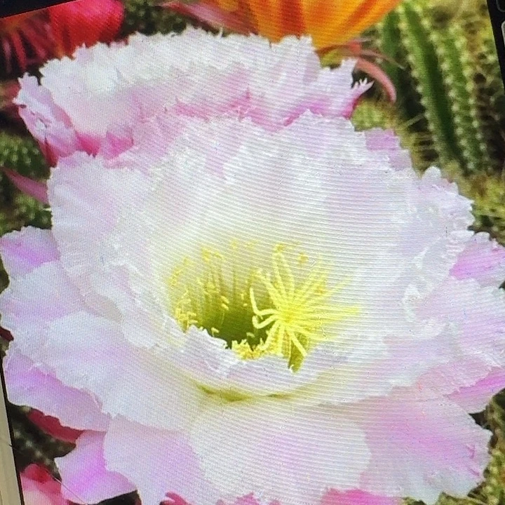 柠檬心侧芽5公分左右毛花柱（20包邮）