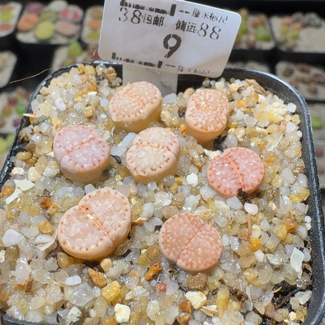 Ssss好货也福利便宜9