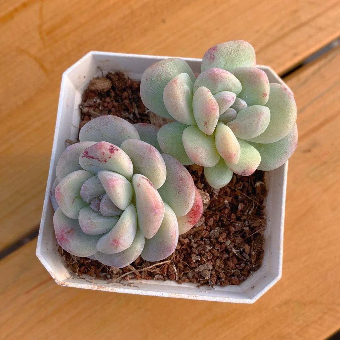 精品冰玉石化多肉一物一拍