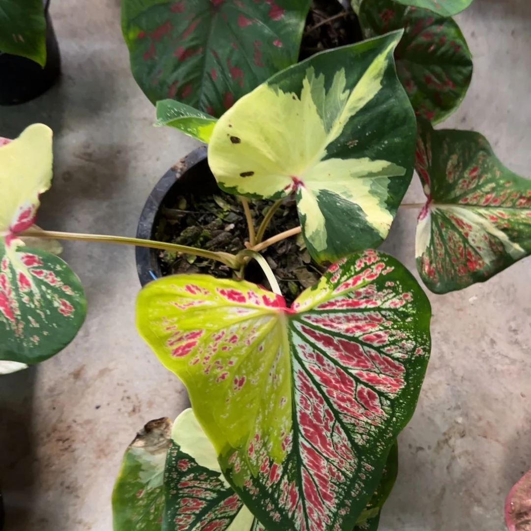 9049-0803泰国发货多肉