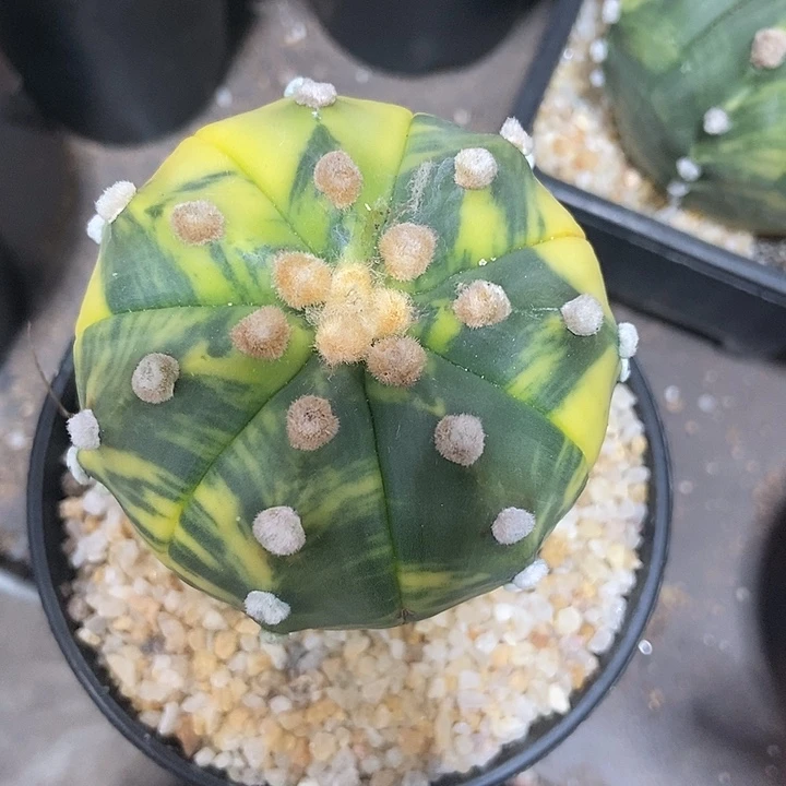 刘*实生根兜锦仙人球一物一拍