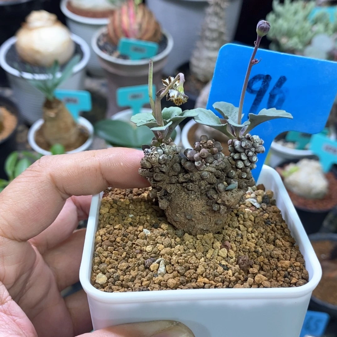 产地装甲厚炖菊多肉植物