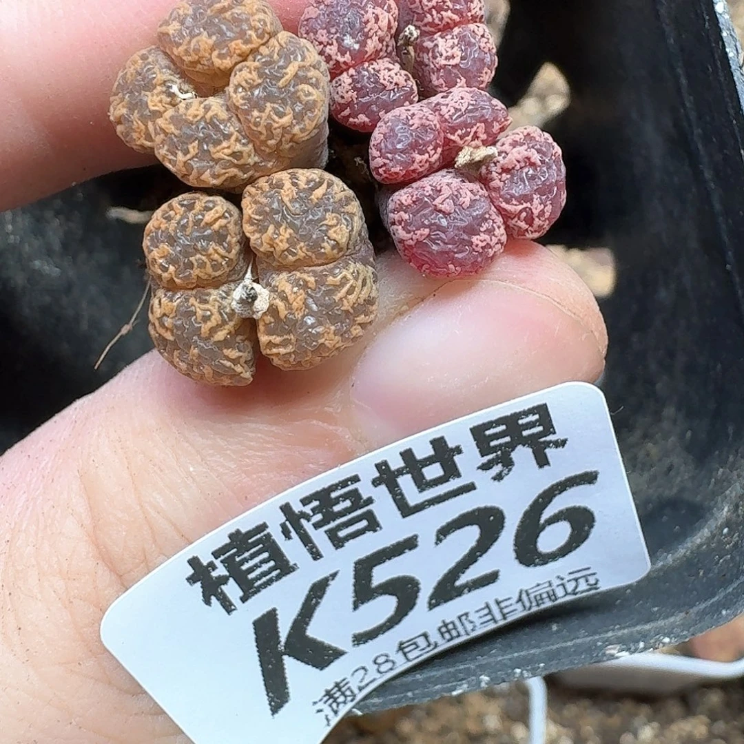 多肉植物的润泽fg