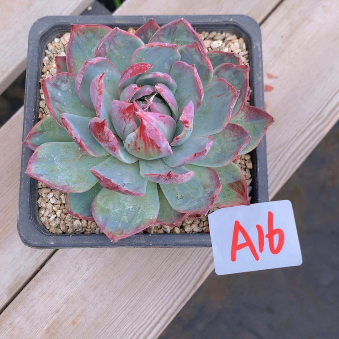 k***y惊鸿多肉植物A16