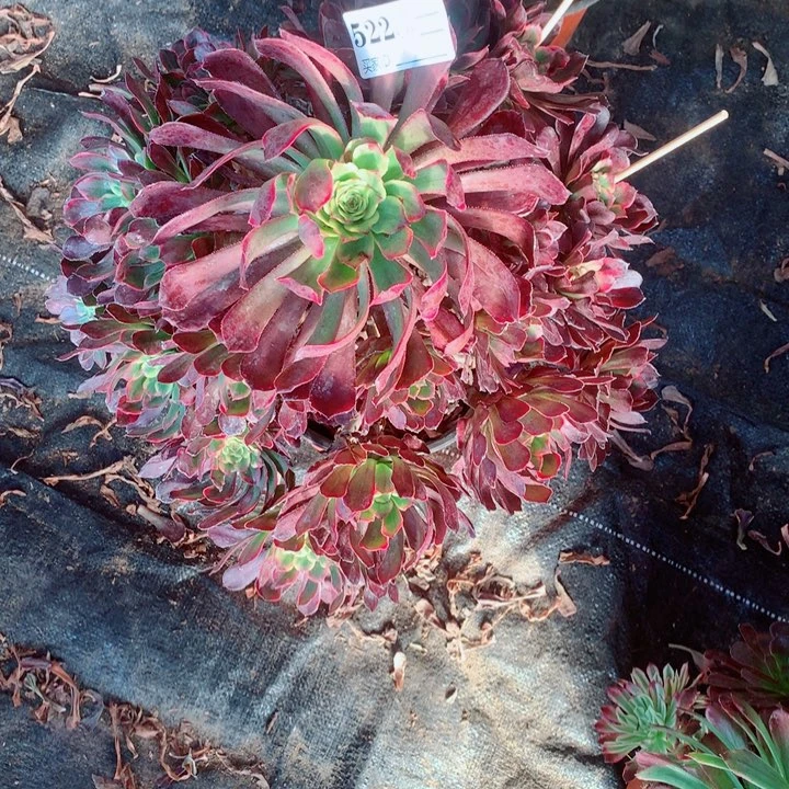 多肉植物烟花522