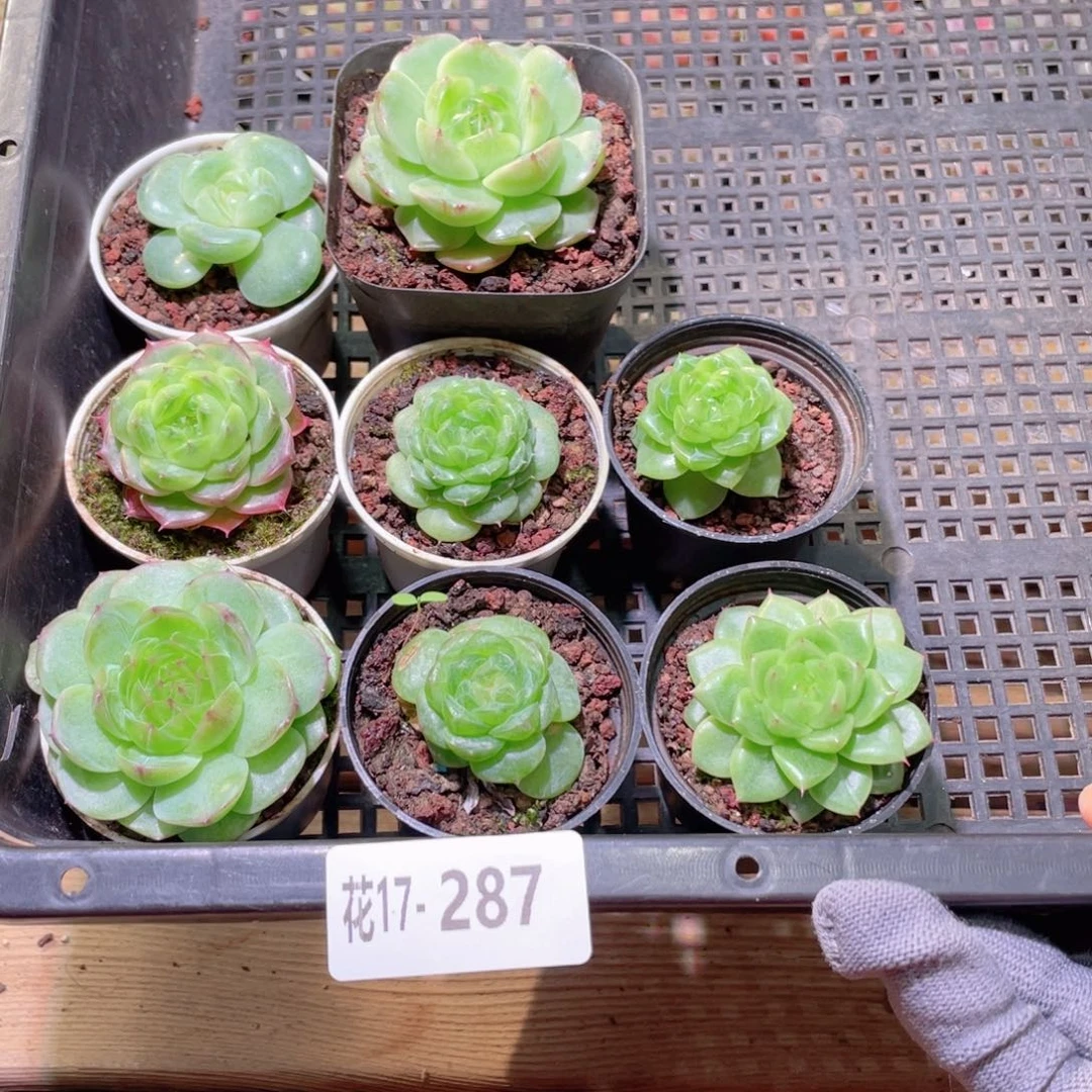 花利美17-287框拍8颗