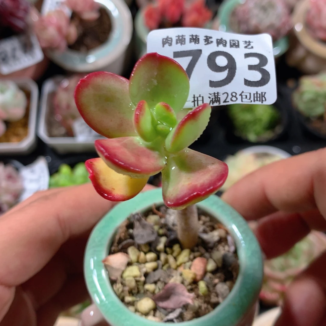 5CM拇指盆精控多肉ZB793