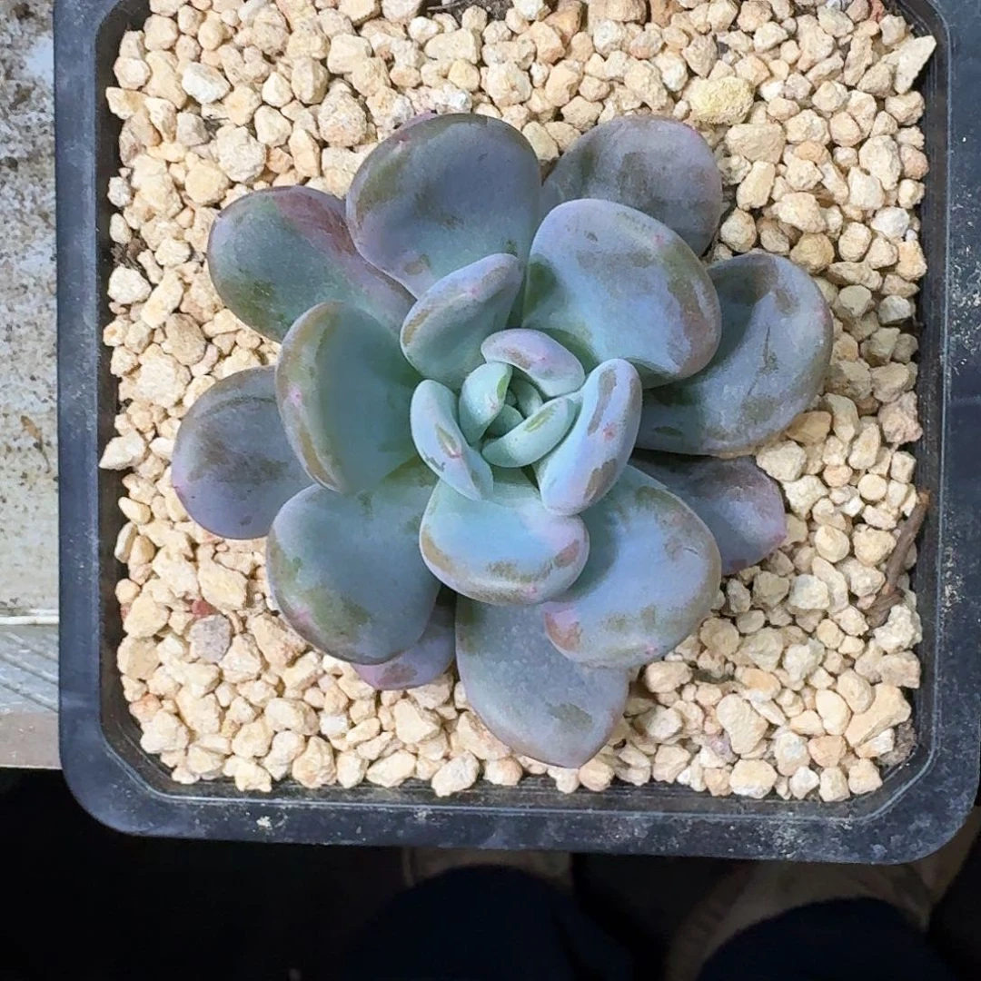 X系列美人新品 一物一拍