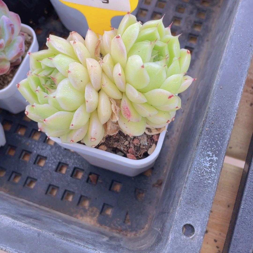 741号 睫毛冰透麦秆大双头