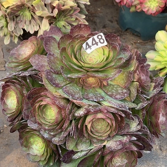 李*头一颗多肉法师植物