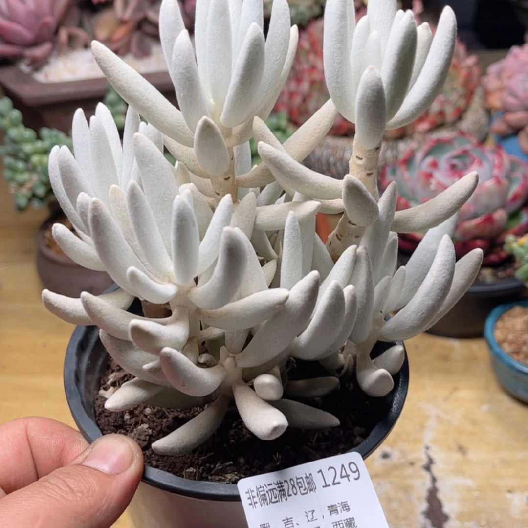 【闪购商品】1249银月