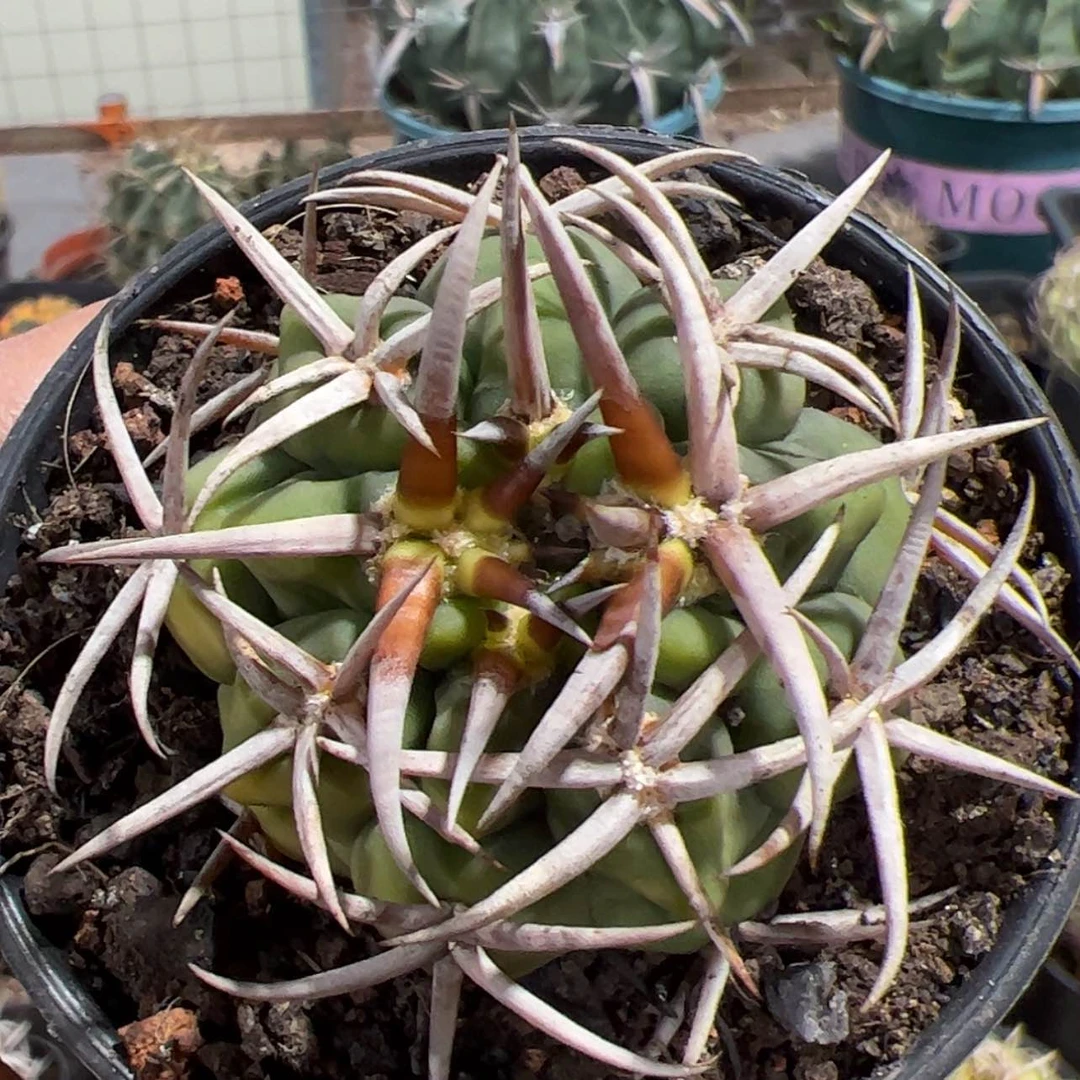 【闪购商品】实生仙人球