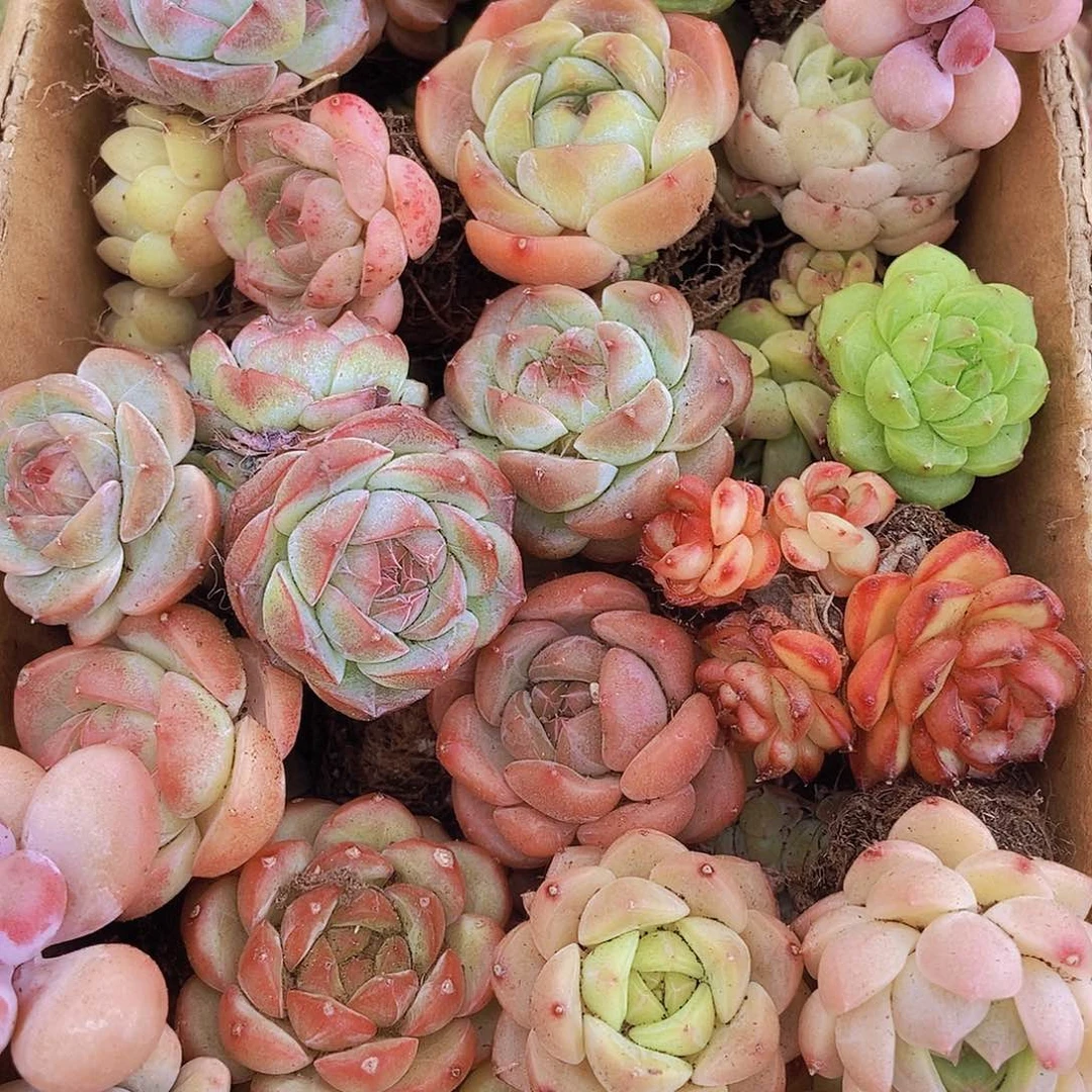 0000000000001量拍保底20可