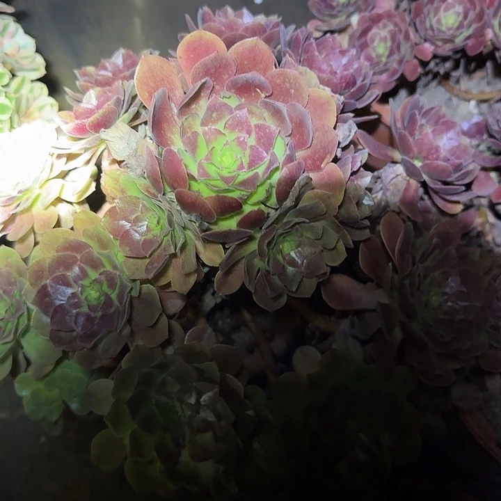 精品黑寡妇老桩亏本福利