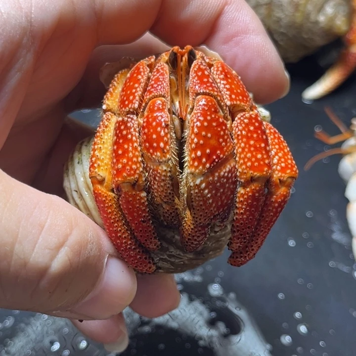 闪9号红毛球3.1口径