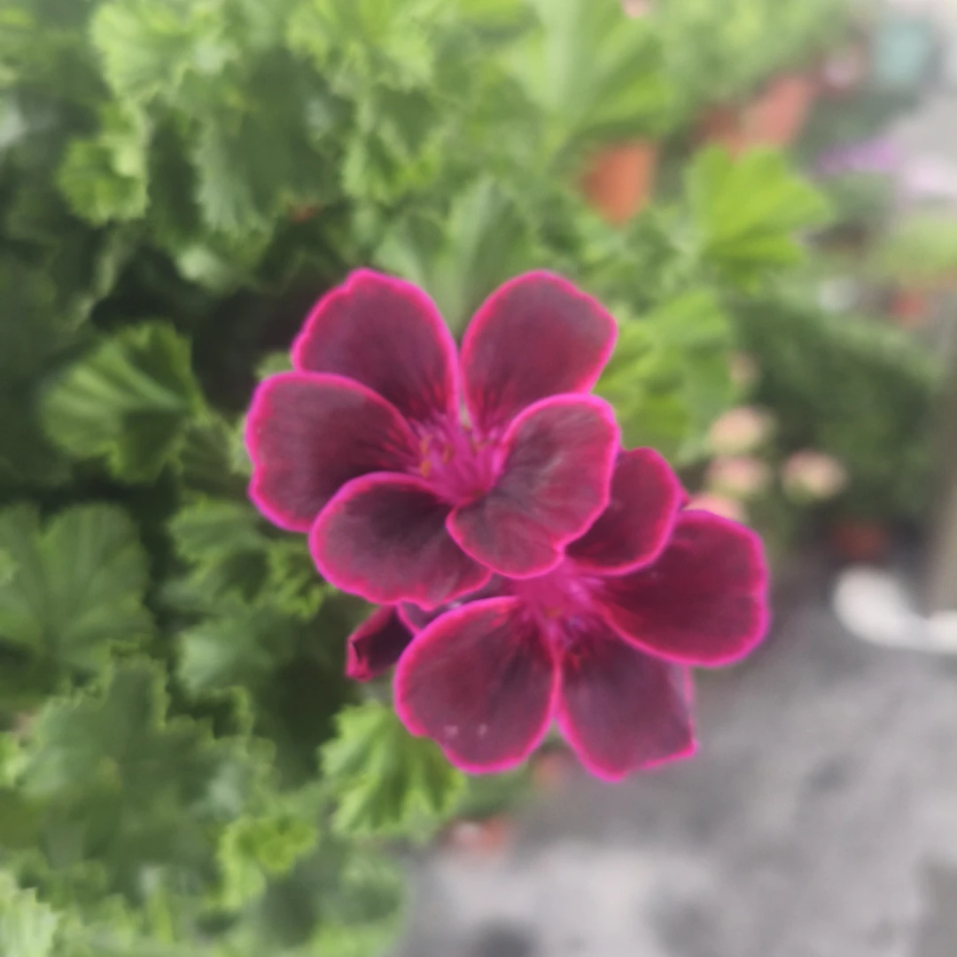 (布特国王)蝴蝶梅盆栽花卉