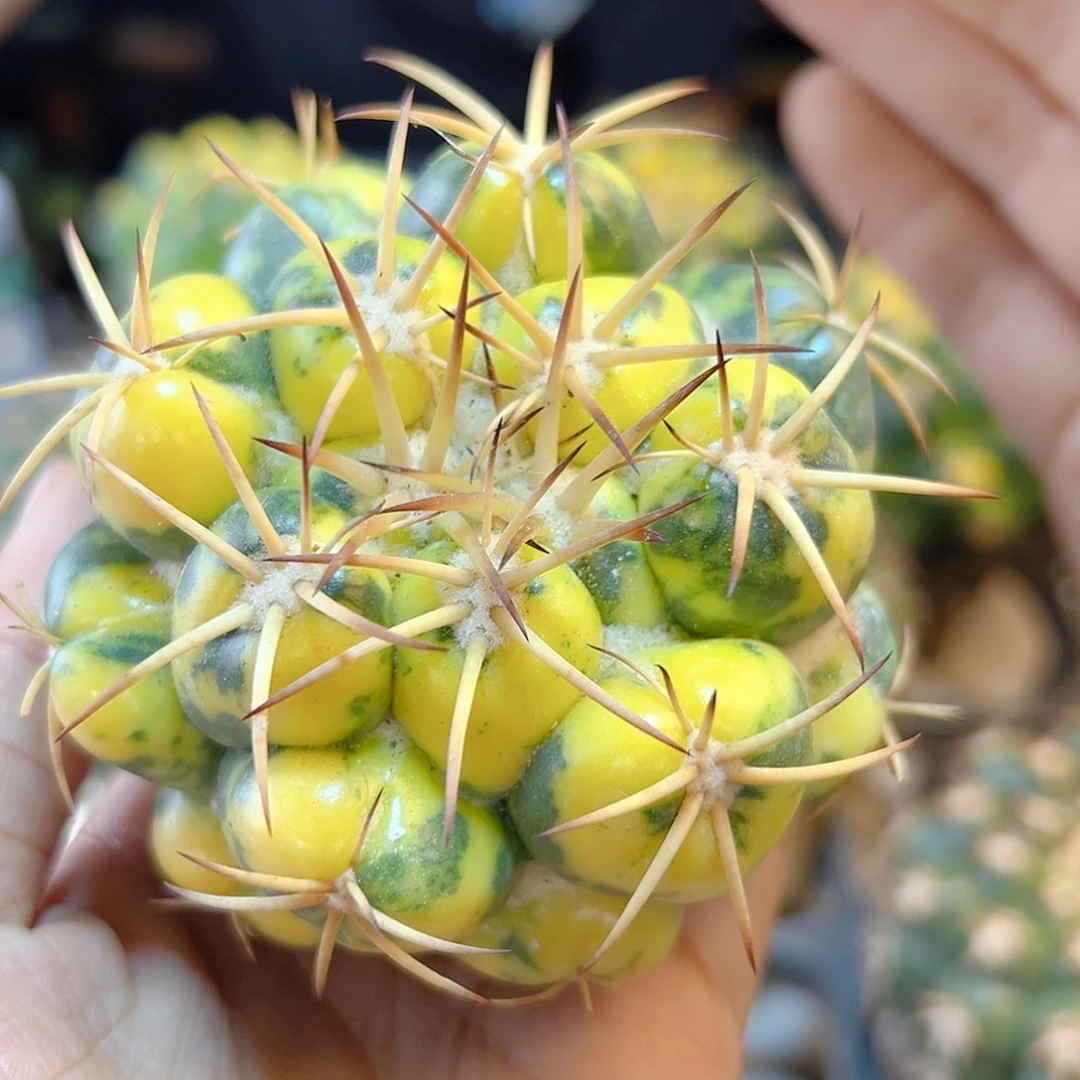 晚9号巨像锦无根含刺8公分