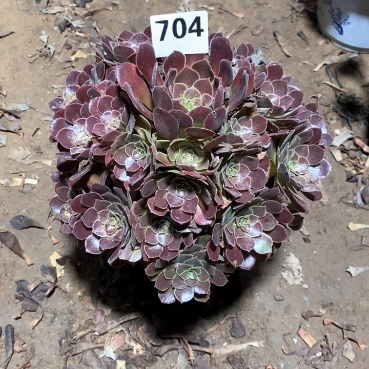 l****7法师植物一物一拍704