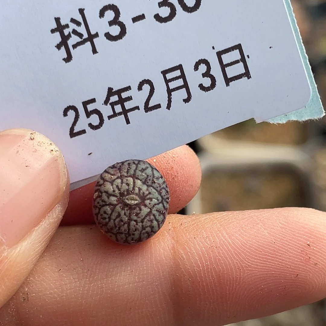 3-30唐草墨多肉植物